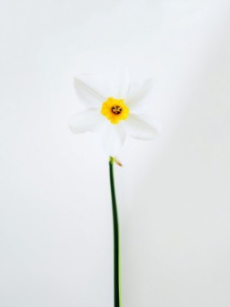 Affiche - Marguerite