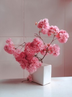 Affiche - Cherry Blossom