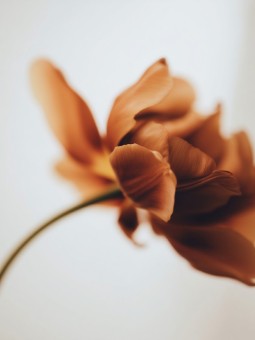 Affiche - Flower
