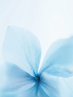 Affiche - Blue flower