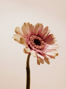 Affiche - Pink sunflower