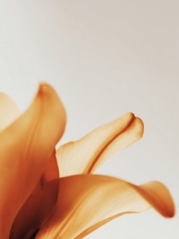 Affiche - Orange Tulip