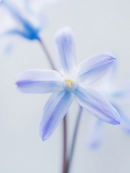Poster - Blue Flower - Home | Oueso - Contemporary Afro Art