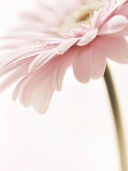 Affiche - Fleur Gerbera Rose - Art mural | Oueso