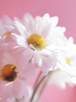 Affiche - Marguerites Blanches sur fond Rose - Art mural | Oueso