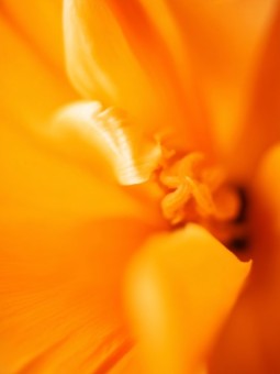 Affiche - Fleur Orange - Art mural | Oueso Afro Art Contemporain