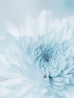 Poster - Blue Flower - Wall Art | Oueso Afro Contemporary Art