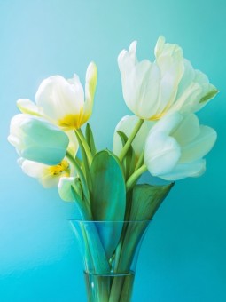 Affiche - Tulipes Blanches sur fond bleu - Art mural | Oueso