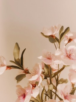 Affiche - Fleurs de cerisier en bouquet - Art mural | Oueso