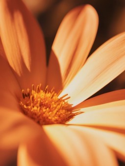Affiche - Orange Flower - Art mural | Oueso Afro Art Contemporain
