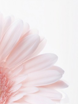 Affiche - Gerbera rose pastel - Art mural | Oueso Art Afro Contemporain