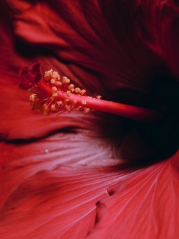 Affiche - Fleur d'Hibiscus Rouge - Art mural | Oueso Afro Art Contemporain