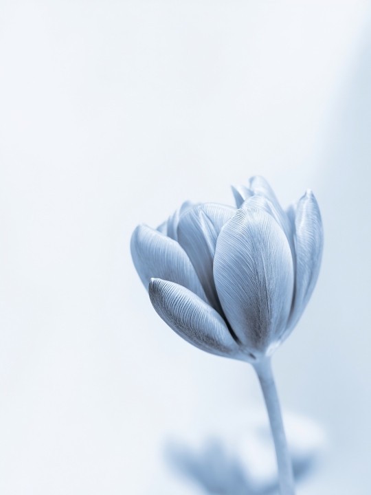 Poster - Blue Tulip-Accueil-OUESO