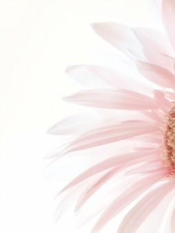 Affiche - Marguerite Rose Pâle - Art mural | Oueso