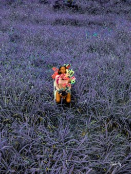 Poster - Flower Field (STEPHEN MOF)