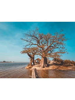 Poster -Arbre (AHMADOUNA AHMADA)