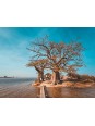 Affiche - Arbre (AHMADOUNA AHMADA)