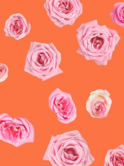 Affiche - Fleurs1