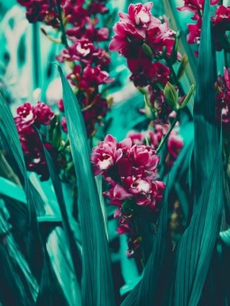 Affiche - Fleurs Tenou