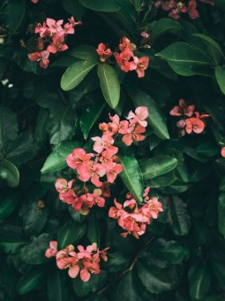 Poster - Fleurs Des Aarbres