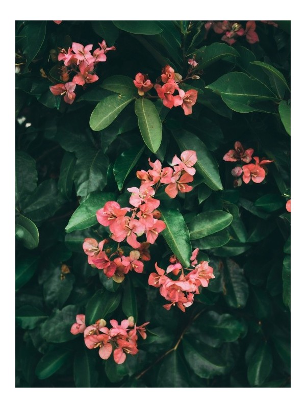 Poster - Fleurs Des Aarbres