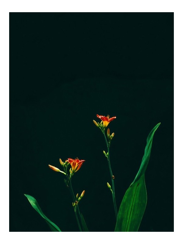 Poster - fleurs Botanique - Accueil | Oueso - Contemporary Afro Art
