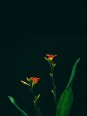 Poster - fleurs Botanique - Accueil | Oueso - Contemporary Afro Art
