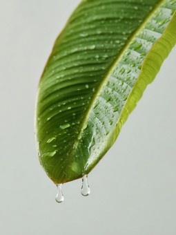 Poster - Transmission