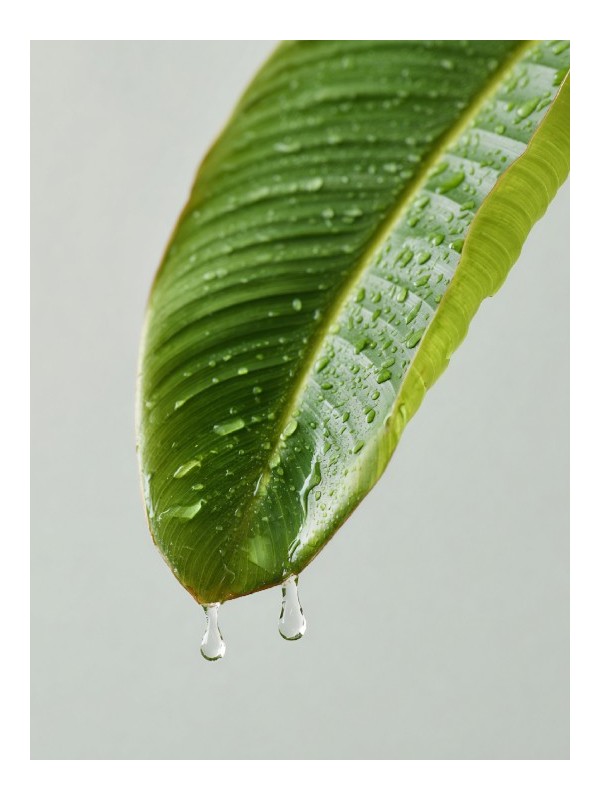 Poster - Nayoka - Accueil | Oueso - Contemporary Afro Art