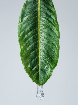 Affiche - Kaléwa - Accueil | Oueso - Art Afro Contemporain