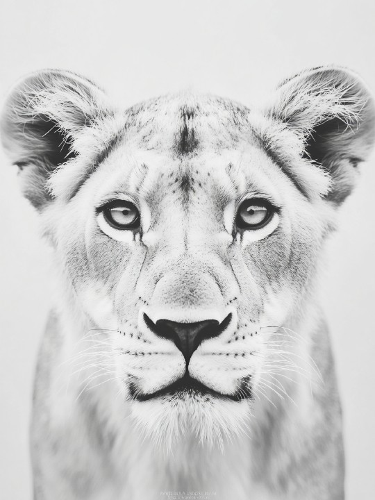 Poster - Jamèya-Accueil-OUESO