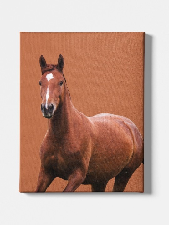 Canvas - Haquenée-Accueil-OUESO