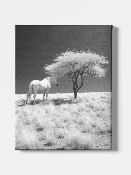 Toile - Pegasus-Accueil-OUESO