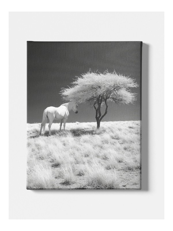 Canvas - Pegasus Canvas - Pegasus