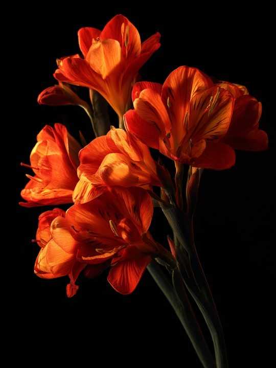 Affiche - Bota orange-Accueil-OUESO