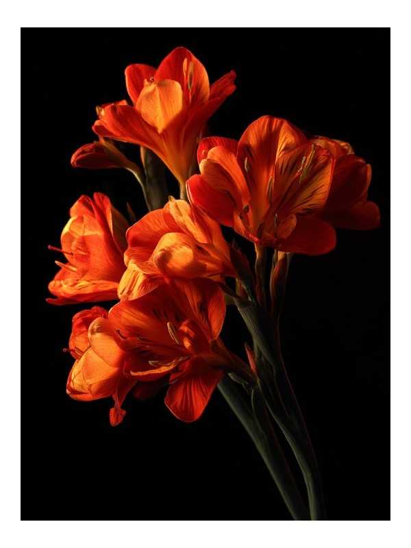 Poster - Bota orange - Accueil | Oueso - Contemporary Afro Art Poster - Bota orange - Accueil | Oueso - Contemporary Afro Art