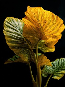 Poster - Cens - Accueil | Oueso - Contemporary Afro Art