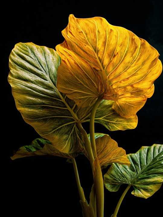 Poster - Cens - Accueil | Oueso - Contemporary Afro Art Poster - Cens-Accueil-OUESO