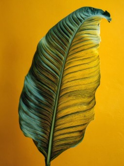 Poster - Selaz - Accueil | Oueso - Contemporary Afro Art