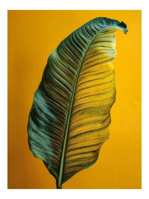 Poster - Selaz - Accueil | Oueso - Contemporary Afro Art Poster - Selaz - Accueil | Oueso - Contemporary Afro Art