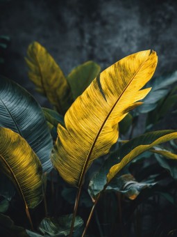 Poster - Floflo - Accueil | Oueso - Contemporary Afro Art