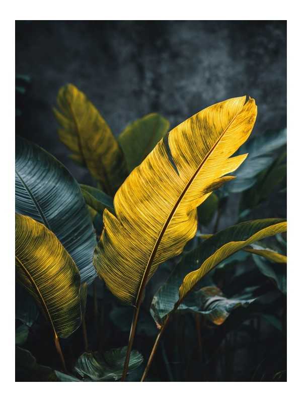 Poster - Floflo - Accueil | Oueso - Contemporary Afro Art Poster - Floflo - Accueil | Oueso - Contemporary Afro Art