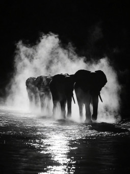 Poster - herds of elephants - Accueil | Oueso - Contemporary Afro Art