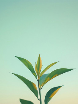 Affiche - Lonely Plant - Accueil | Oueso - Art Afro Contemporain
