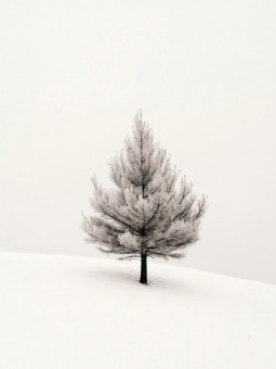 Poster - Woodland - Accueil | Oueso - Contemporary Afro Art