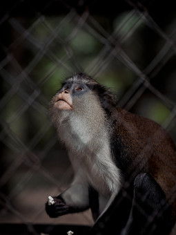 Poster - Monkey - Accueil | Oueso - Contemporary Afro Art