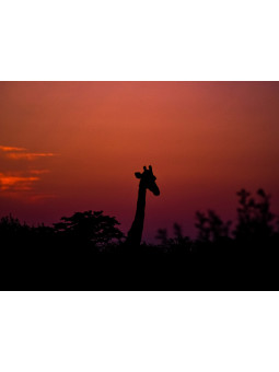 Affiche - Girafe - Accueil | Oueso - Art Afro Contemporain