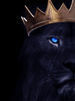 Affiche - Lion - Affiches | Oueso - Art Afro Contemporain