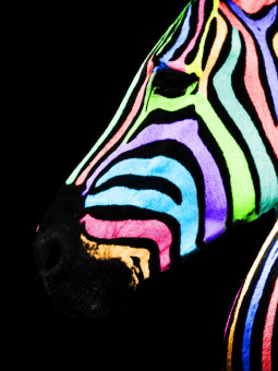 Poster - Zébre - Posters | Oueso - Contemporary Afro Art