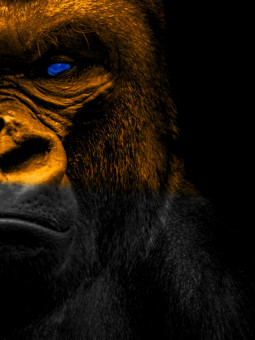 Poster - Afro Défense